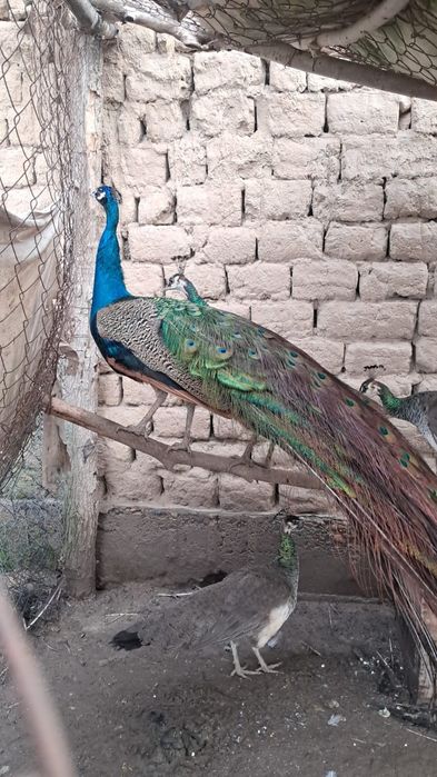 Павлин 5 жасар ана Павлин 5и4 жасар