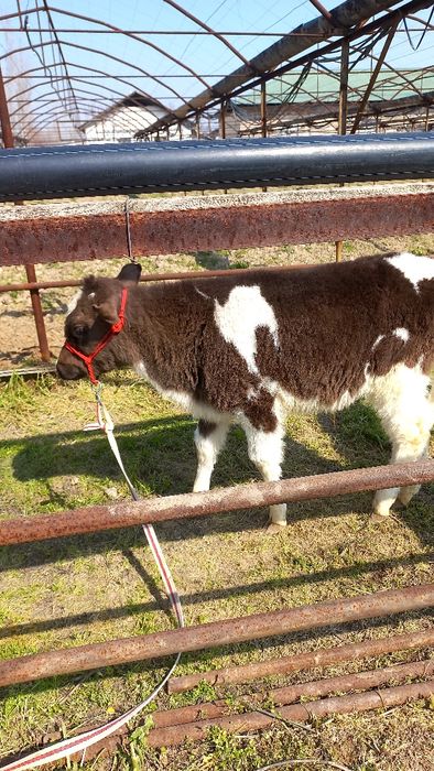 Бузок сотилади..