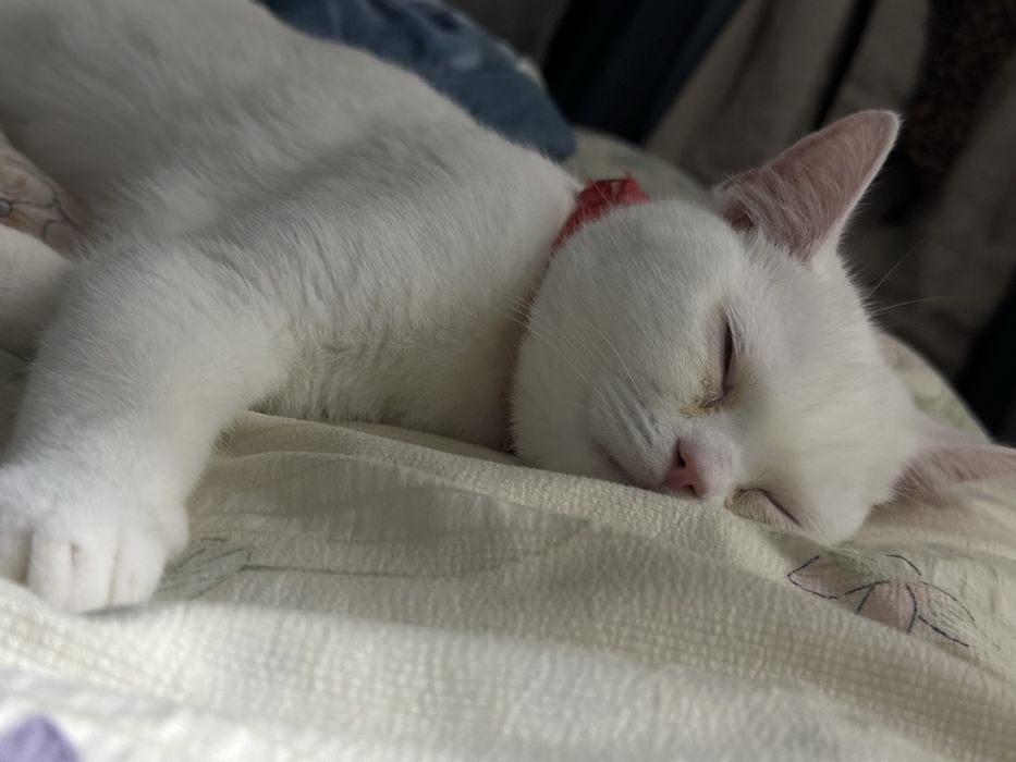 Продается кот скоттиш страйт