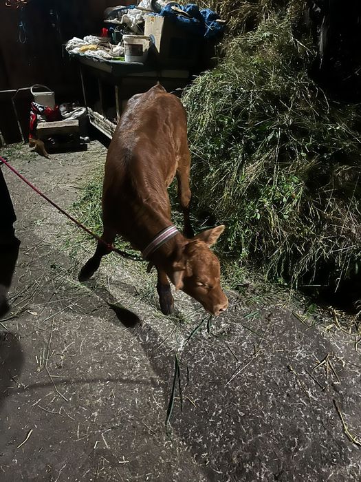 Vând vițică de 6 săptămâni jumate