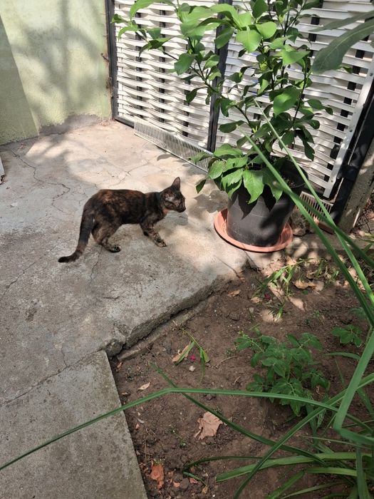 Две котета търсят дом