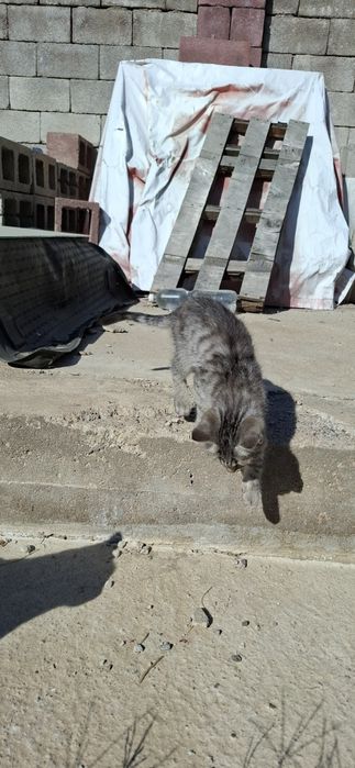 Котёнок ищет дом