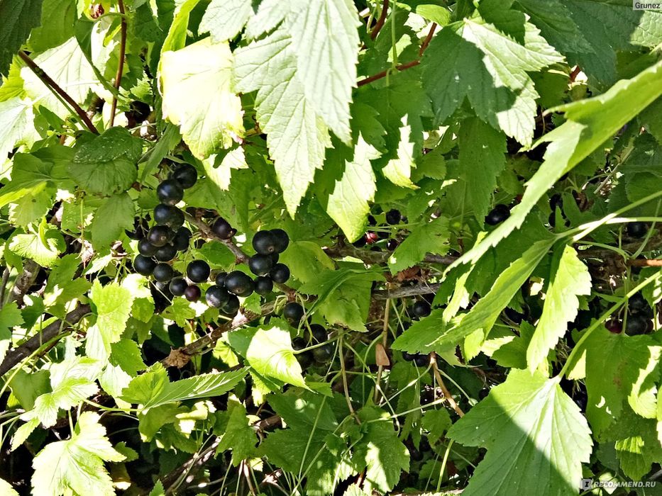 Смородина душистая, лечебная.