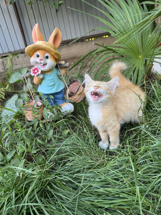 Котёнок в добрые руки!