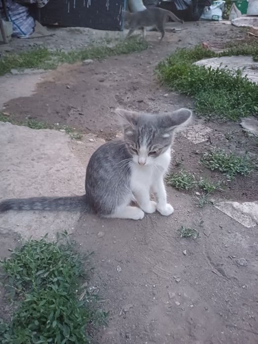 Отдам котят даром