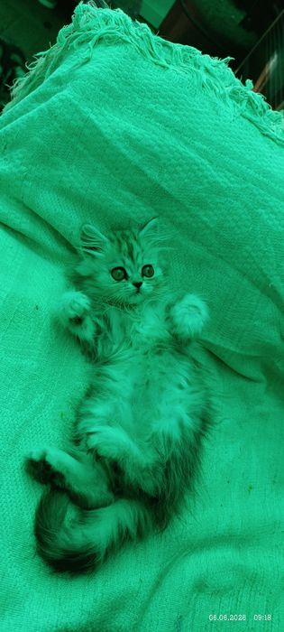 Британец котенок