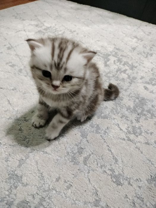 Котята ,, Скоттиш фолд,,  Скоттиш страйт