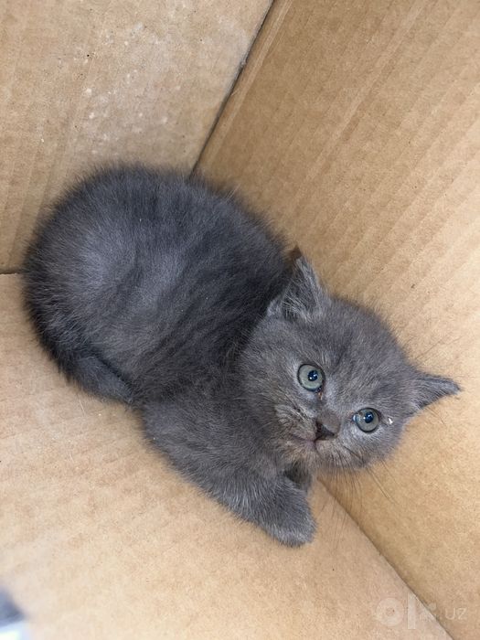 Scottish fold stray mushukcha