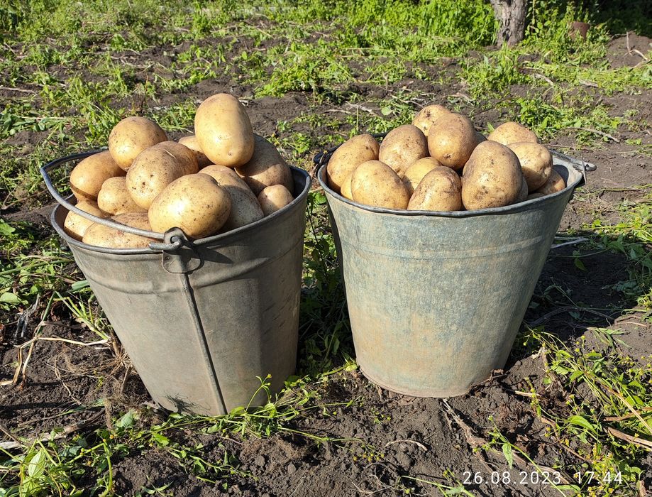 Картофель домашний картошка