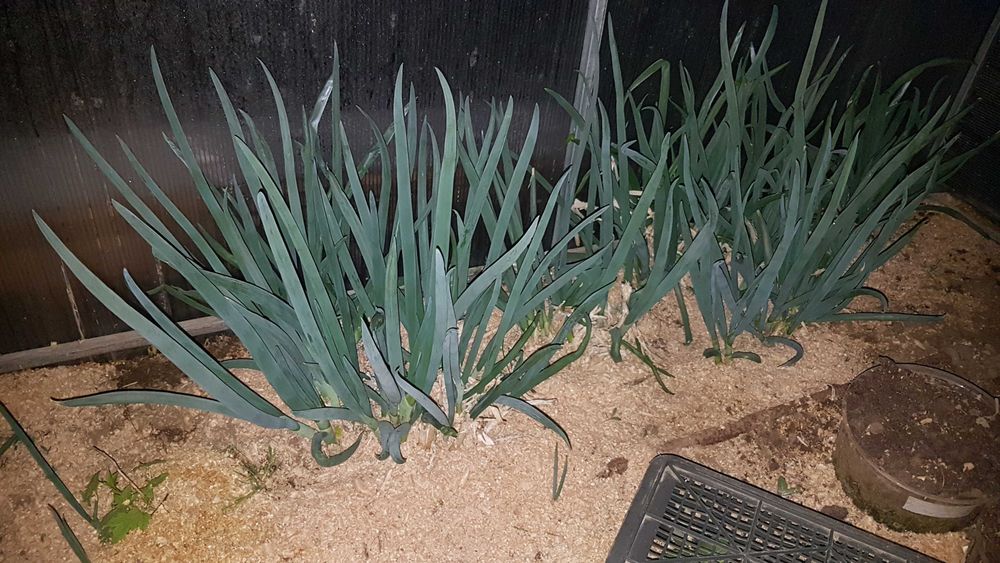 Продам опилки древесные