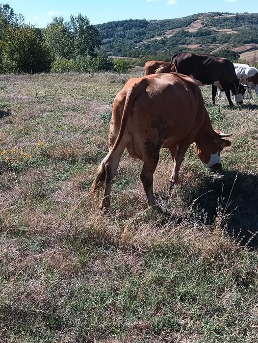 Vaca de casa bălțată românească