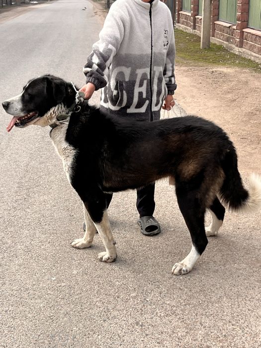 Тобет сатылады таза