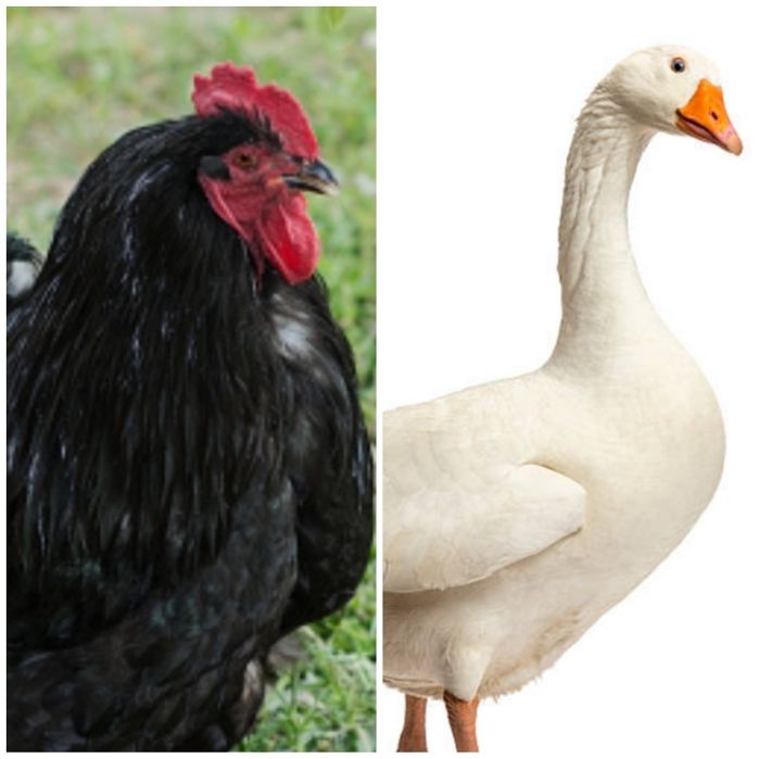 Продажа Две гусыни и Петушки порода  ЧЕРНЫЙ ПРИНЦ