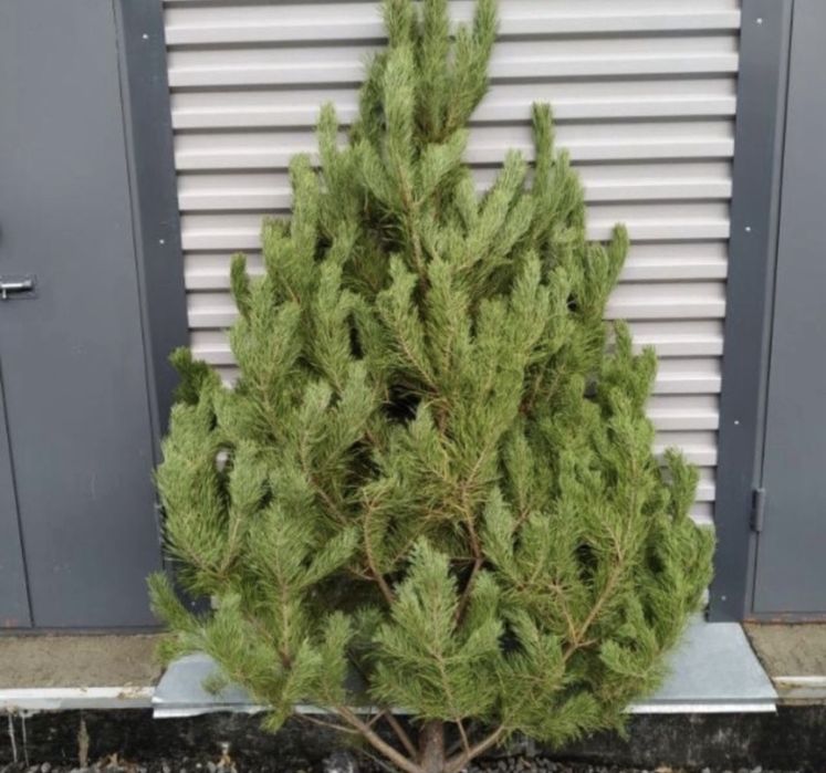 Сосна елка ель оптом