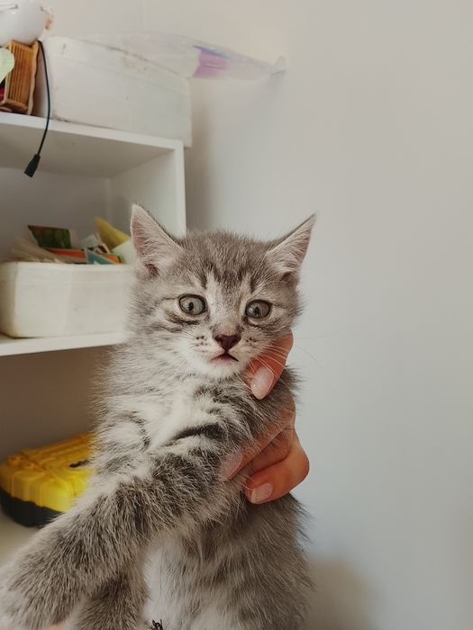 Котята в хорошие руки