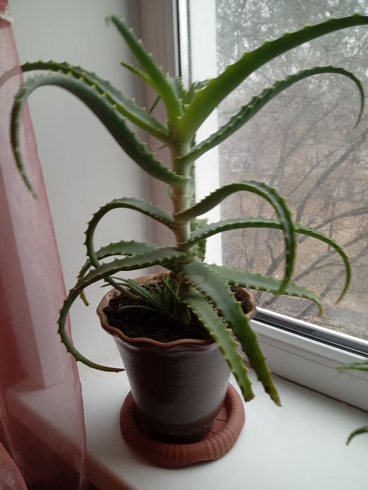 Продам лечебный алое