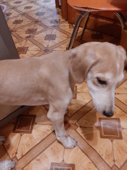 Щенок 4 месяца     .