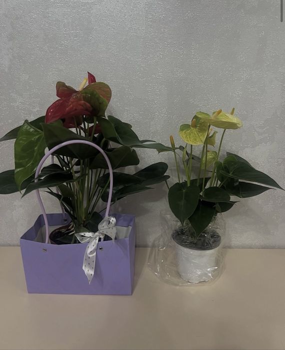 Комнатные цветы