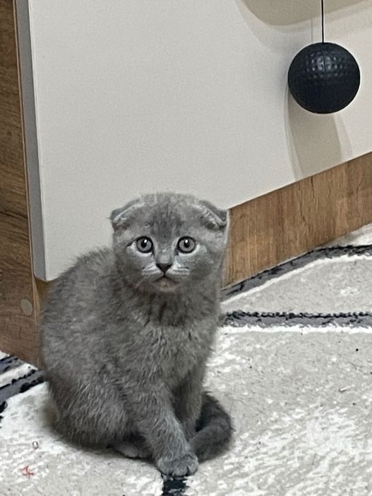 Scotish 3 oylik soglom pshak 800 ming  som jinsi qiz 99,669,77,10