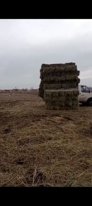 Продам сено тюк  !