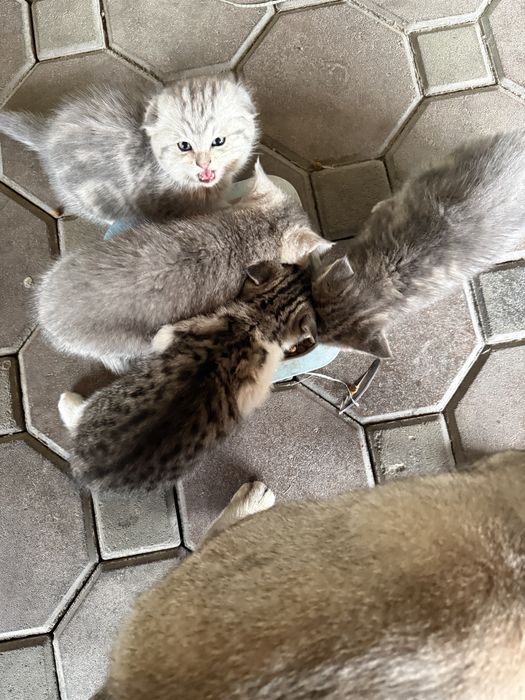 Отдам котят в хорошие руки!
