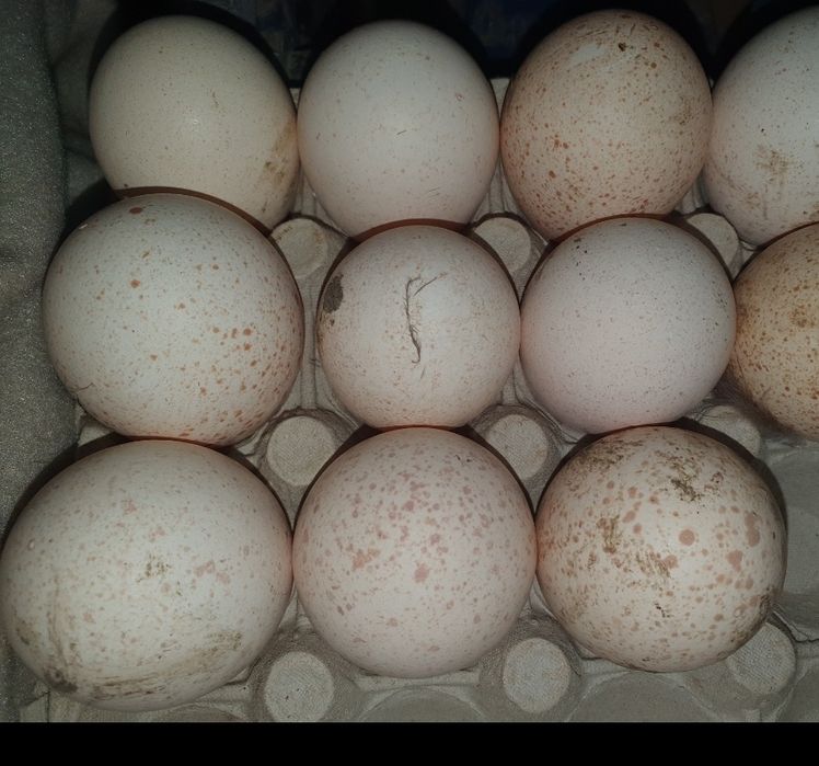 Vand Oua de curca 17 lei/bucata