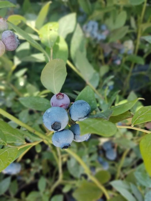 Първокласен инвитро разсад боровинки