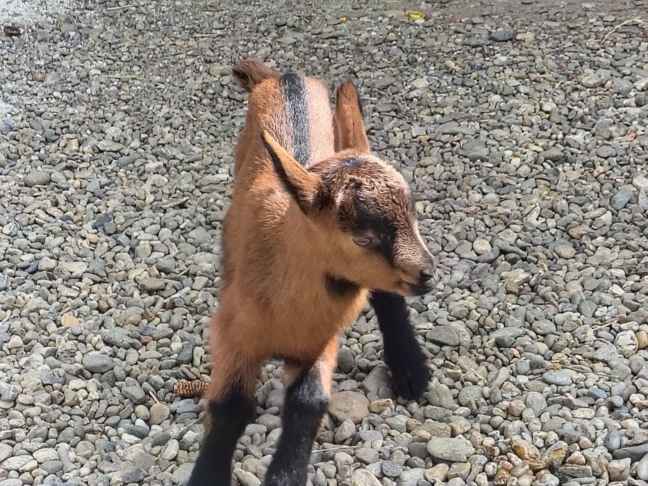 Vând iezi alpini francezi