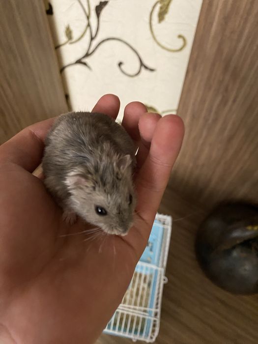 Продам 2-х хомяков