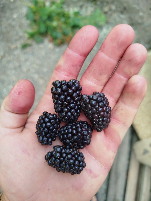 Ежемалина куст..