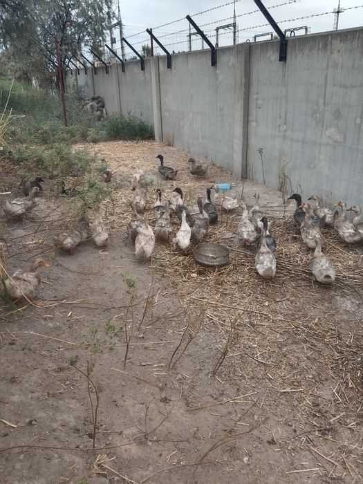 Продам утят двух месячные молодки