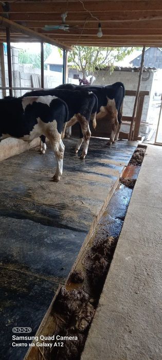 Rezina toʼshama mol uchun