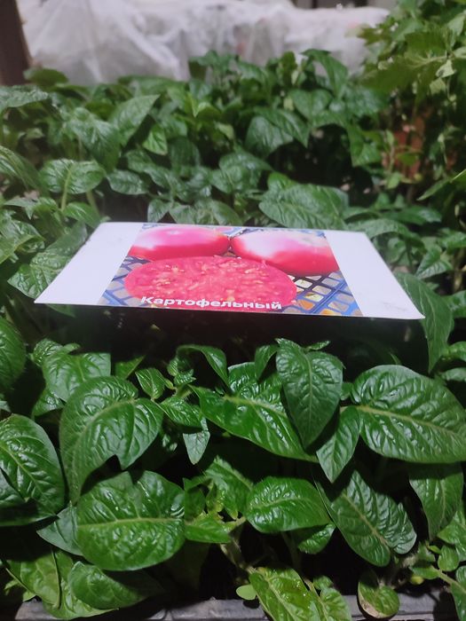 Рассада овощей и цветов