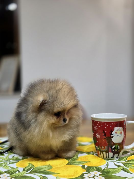 Померанче,мини момченце шоко тан мерле с необходимите ваксини !