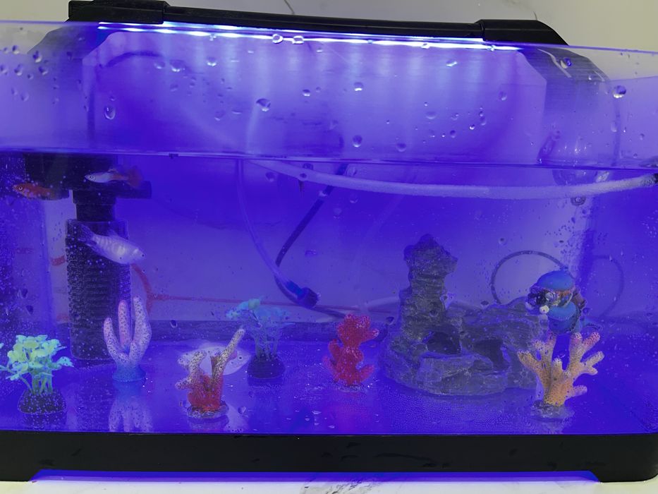 Аквариум сатамын балығымен