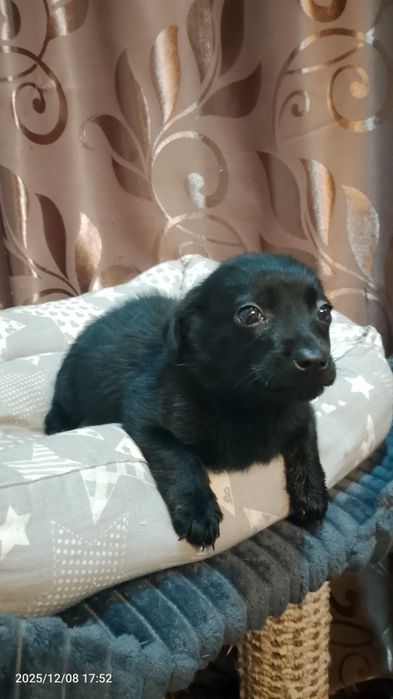 Отдам собачку в добрые руки