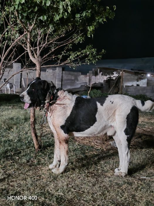 Төбет сатылады Аланар