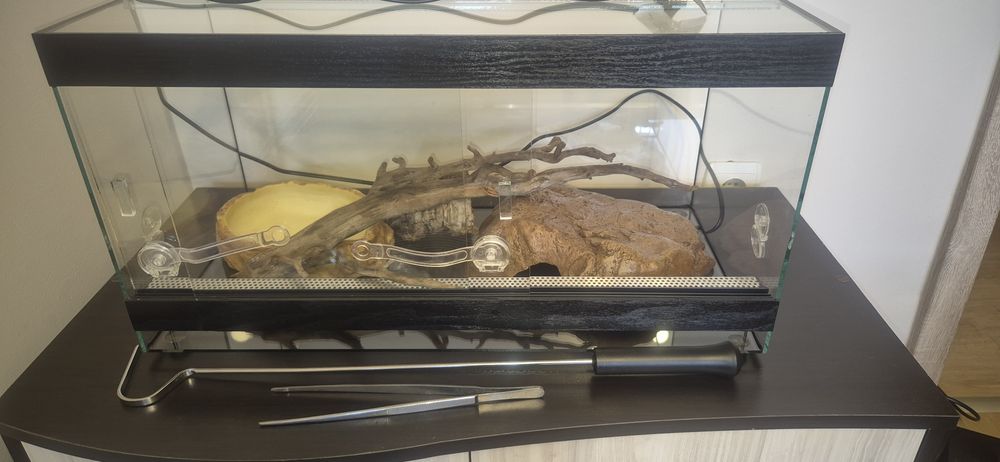 Оборудван терариум за влечуго