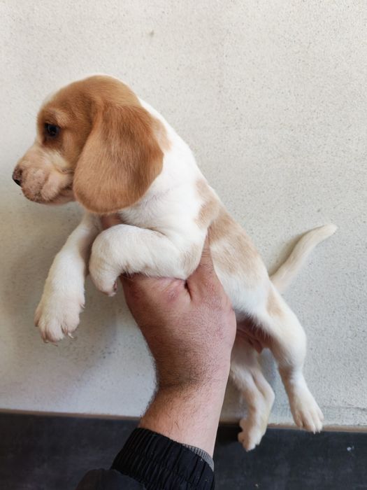 Fetiță beagle bicolor cu certificat pedigree