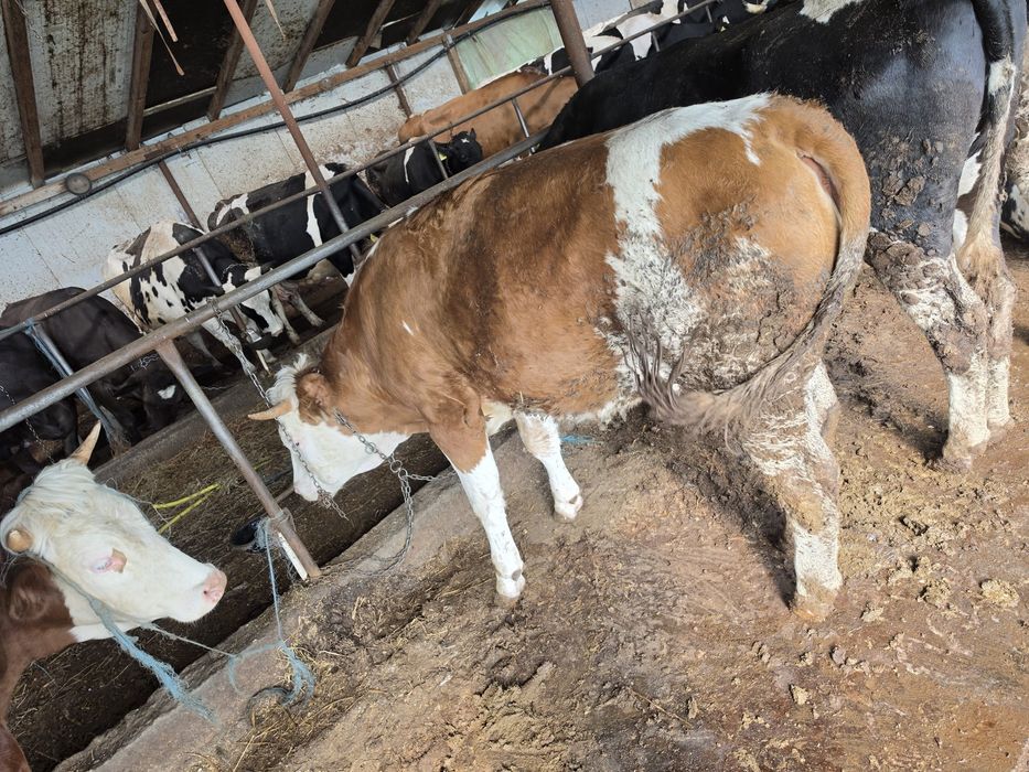 Vând o vaca și doua junci