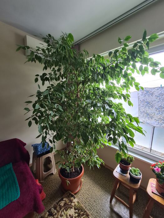 Фикус Бемджамин - Ficus elastica