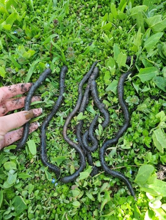 Vand râme negre,gigant de stuf