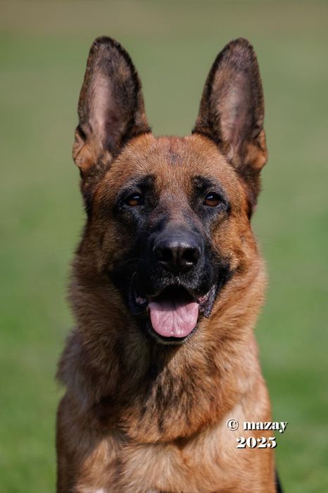 Щенки немецкой овчарки