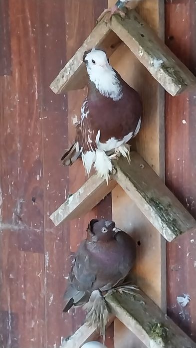 Vând porumbei ornamente