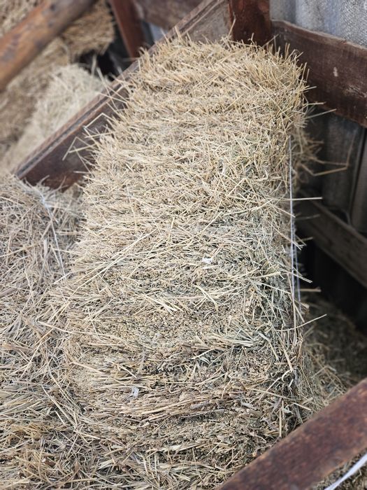 Тюки клевер суданка