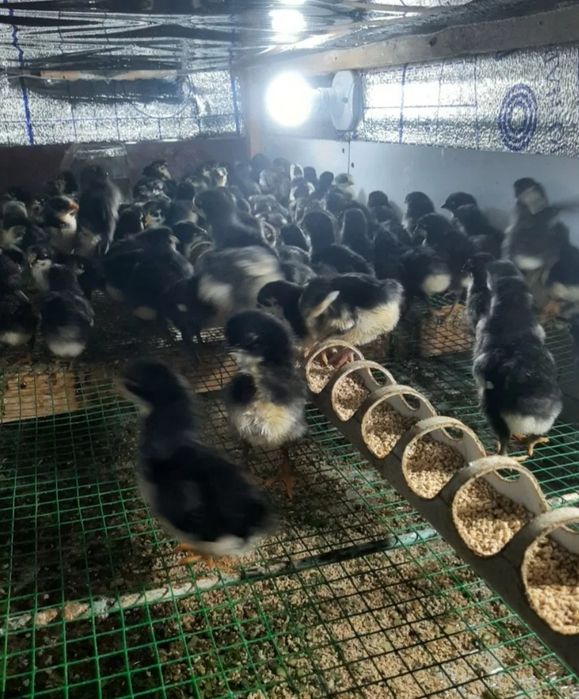 Qora shaxzoda joʻjalari