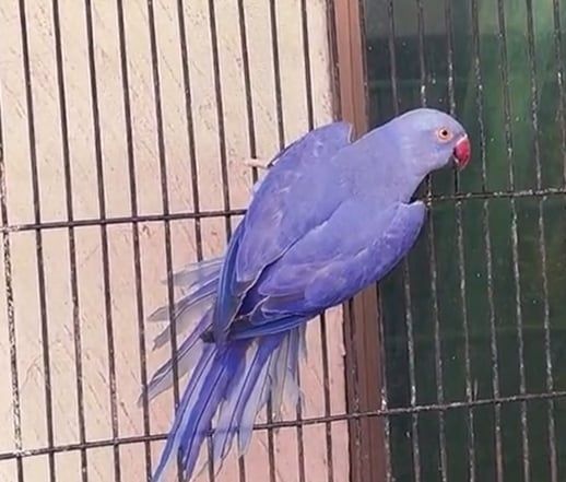 Vând papagal Micul Alexander ,  2025 ,culoarea violet .