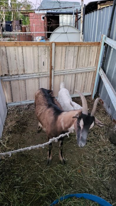 Продается коза Зааненской