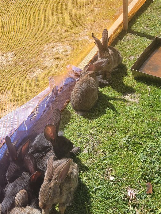 PUI Uriaș German din părinți tatuați