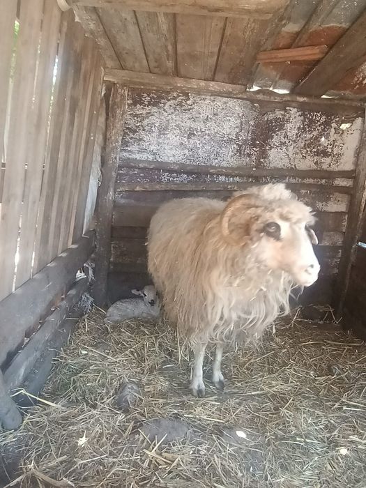 Oaie cu Mia lângă ia